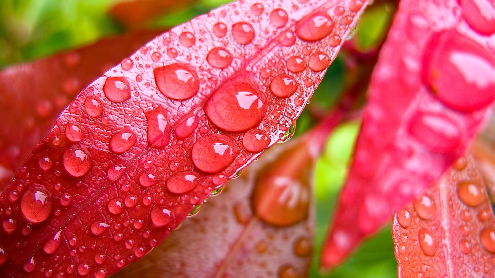 Капли росы на красных листьях обои