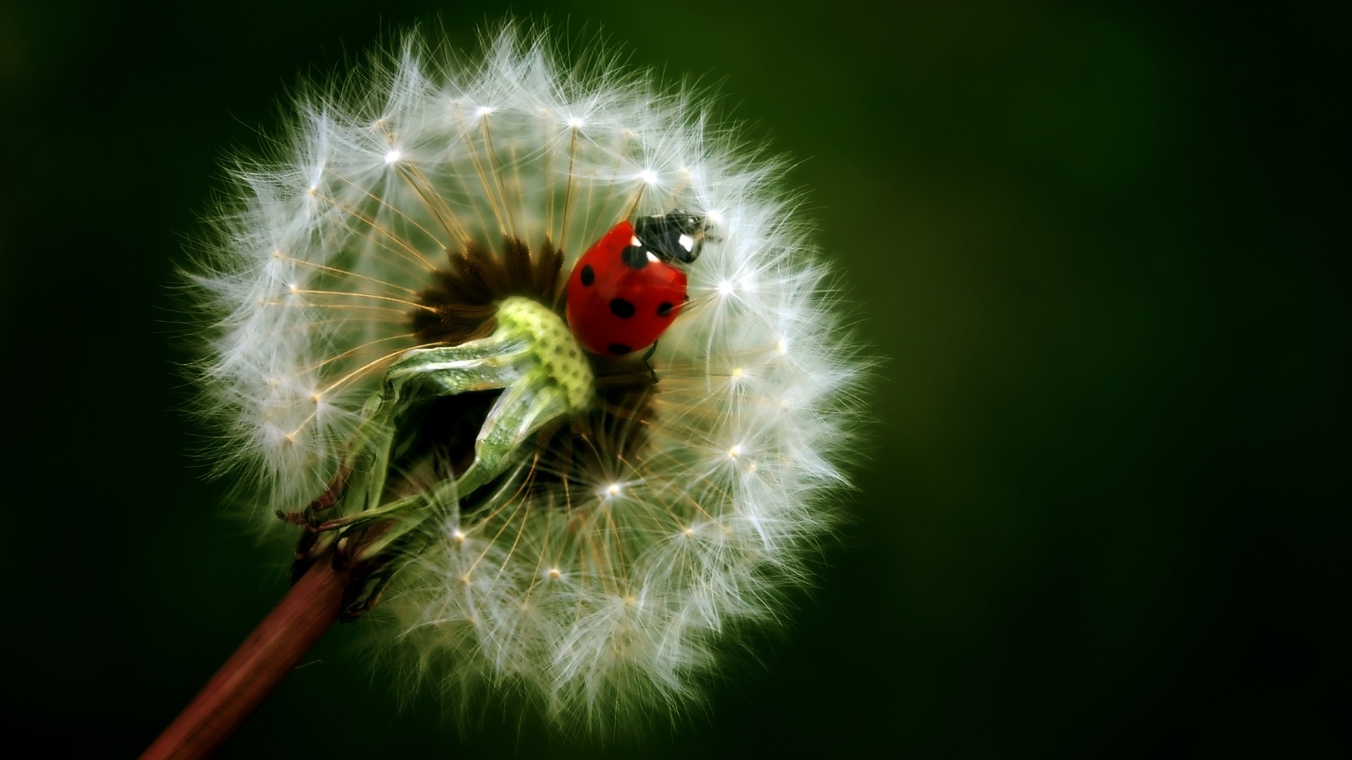 Божья коровка на одуванчике обои