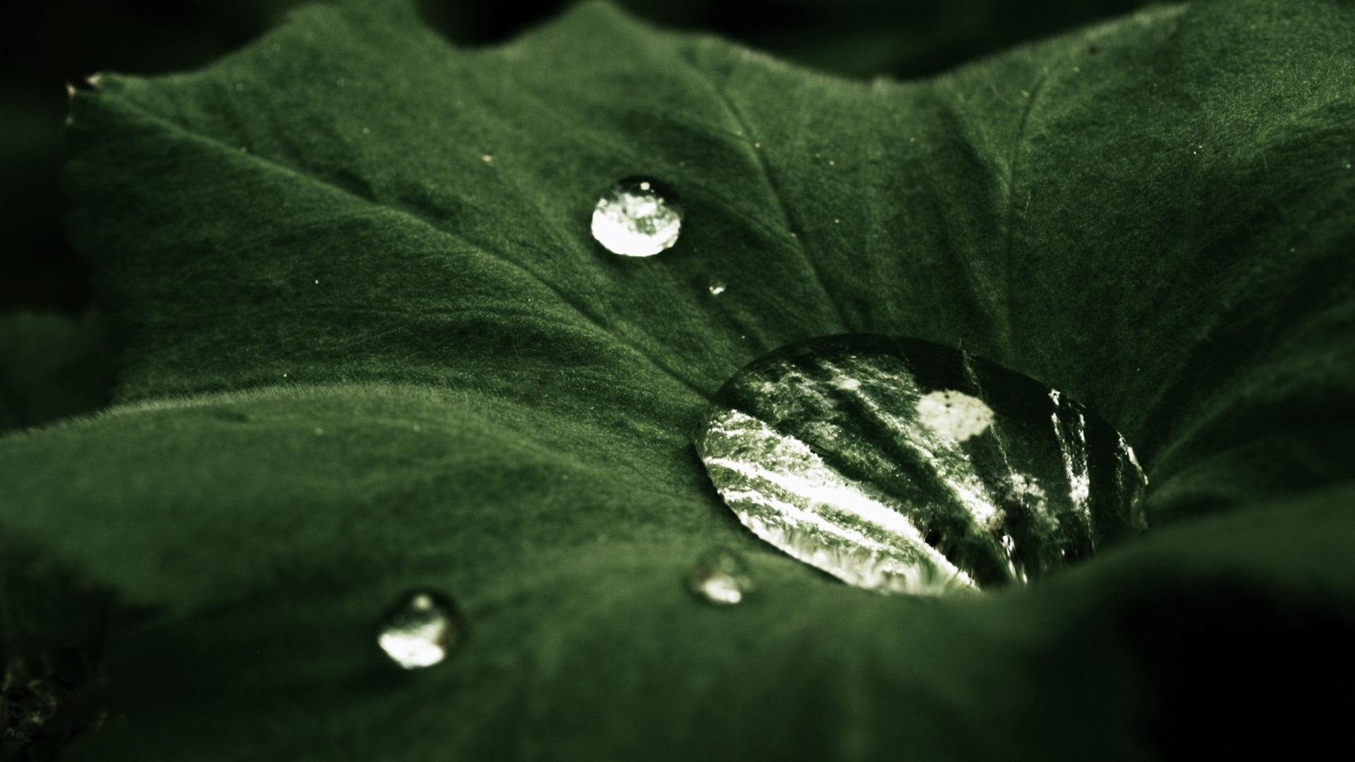 Капля в листе обои