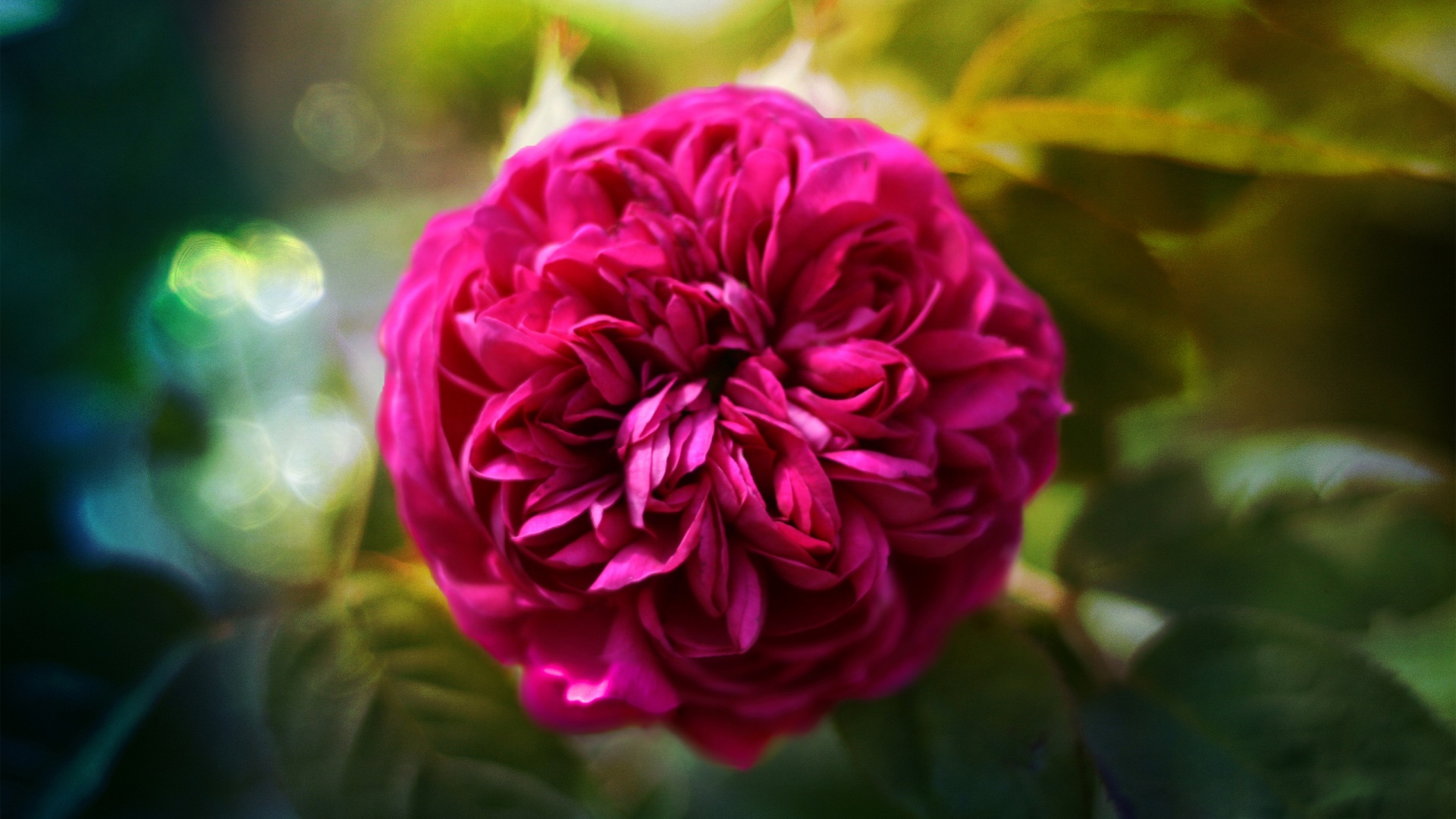 Клевер крупным планом обои