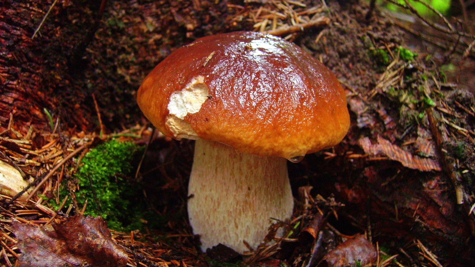 Белый гриб обои