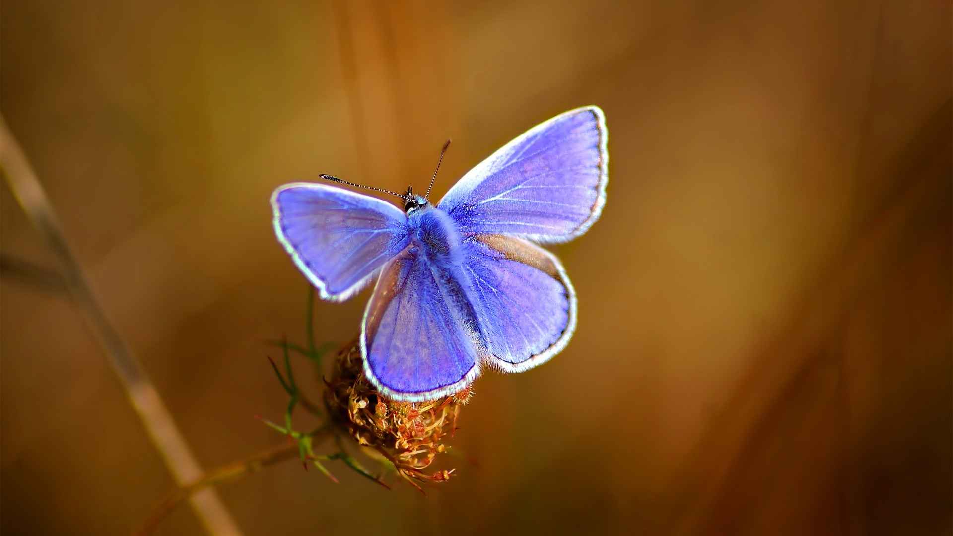 Бабочка с фиолетовыми крыльями обои