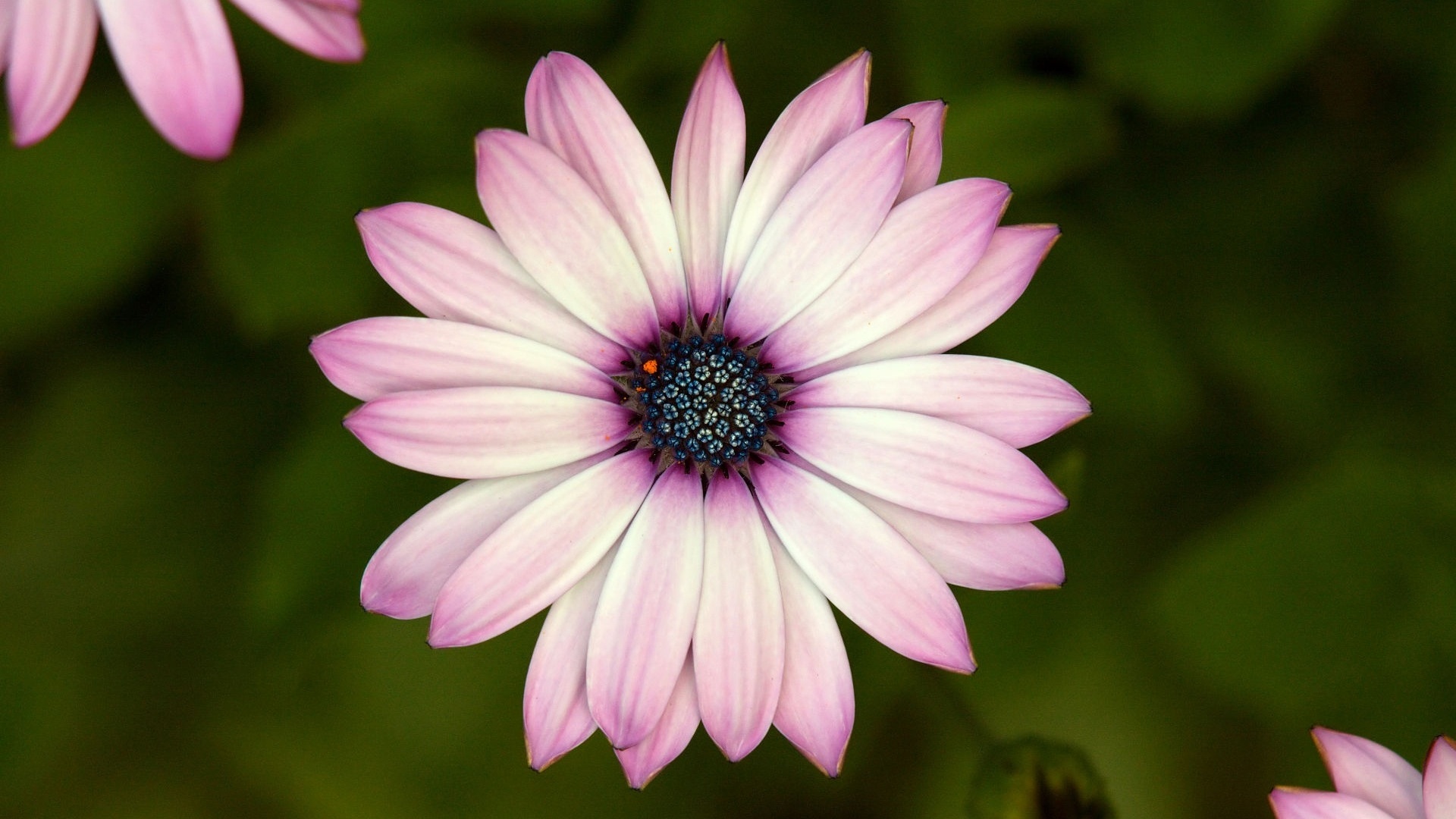 Макро фотография цветка обои