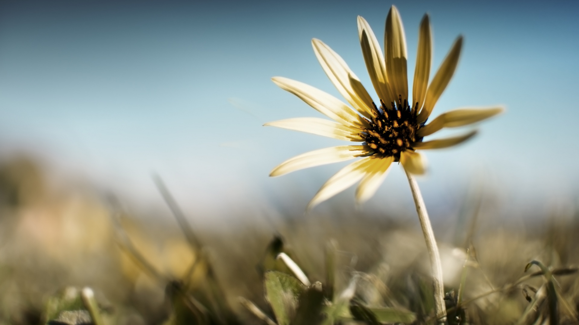 Летний цветок на солнце обои