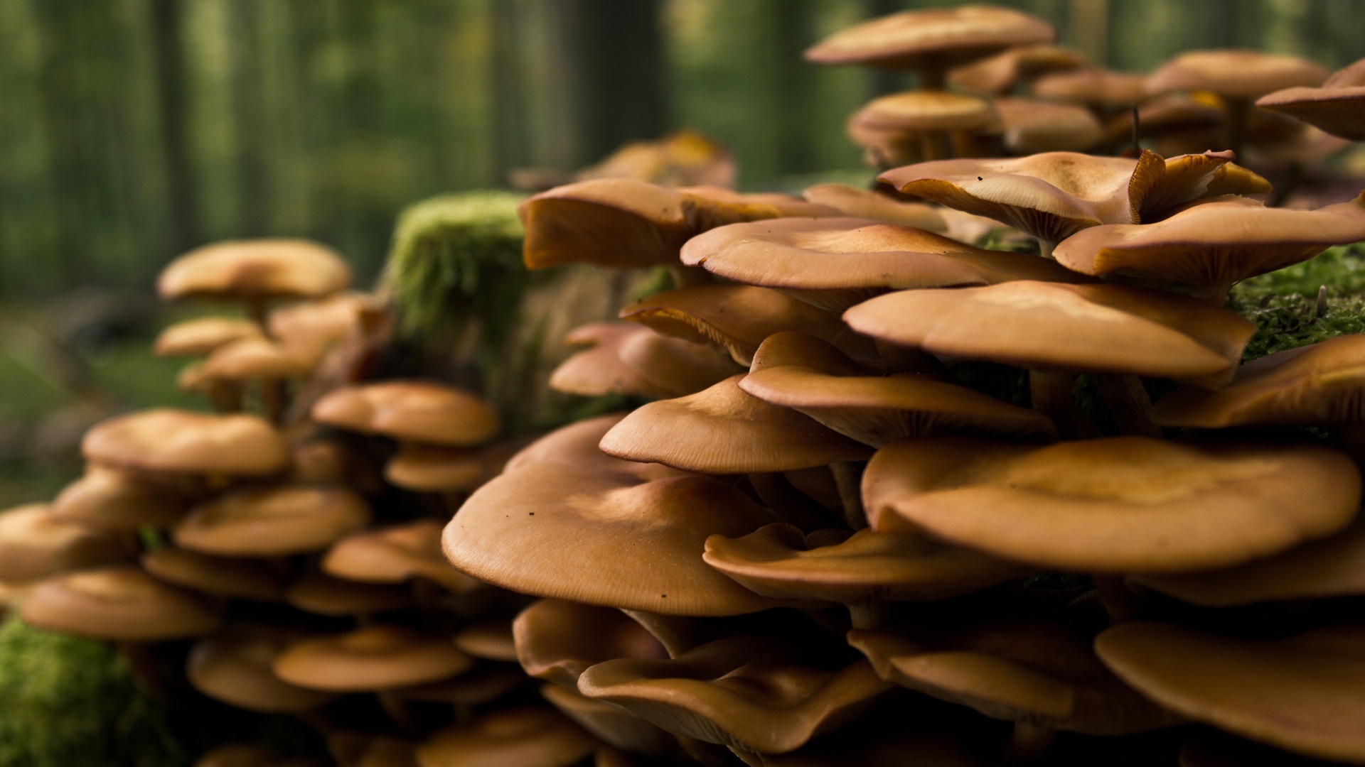 Лесные грибы на пне обои