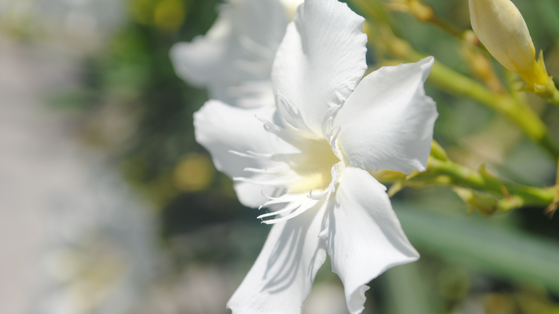 Эухарис, амазонская лилия обои