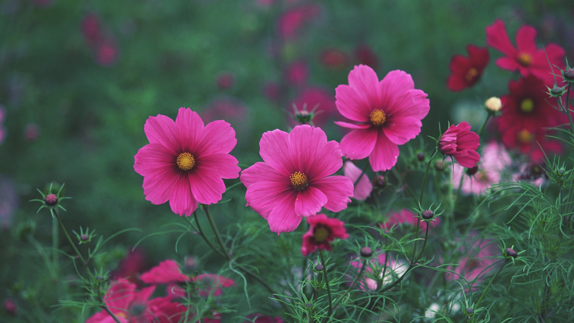 Яркие розовые цветы обои