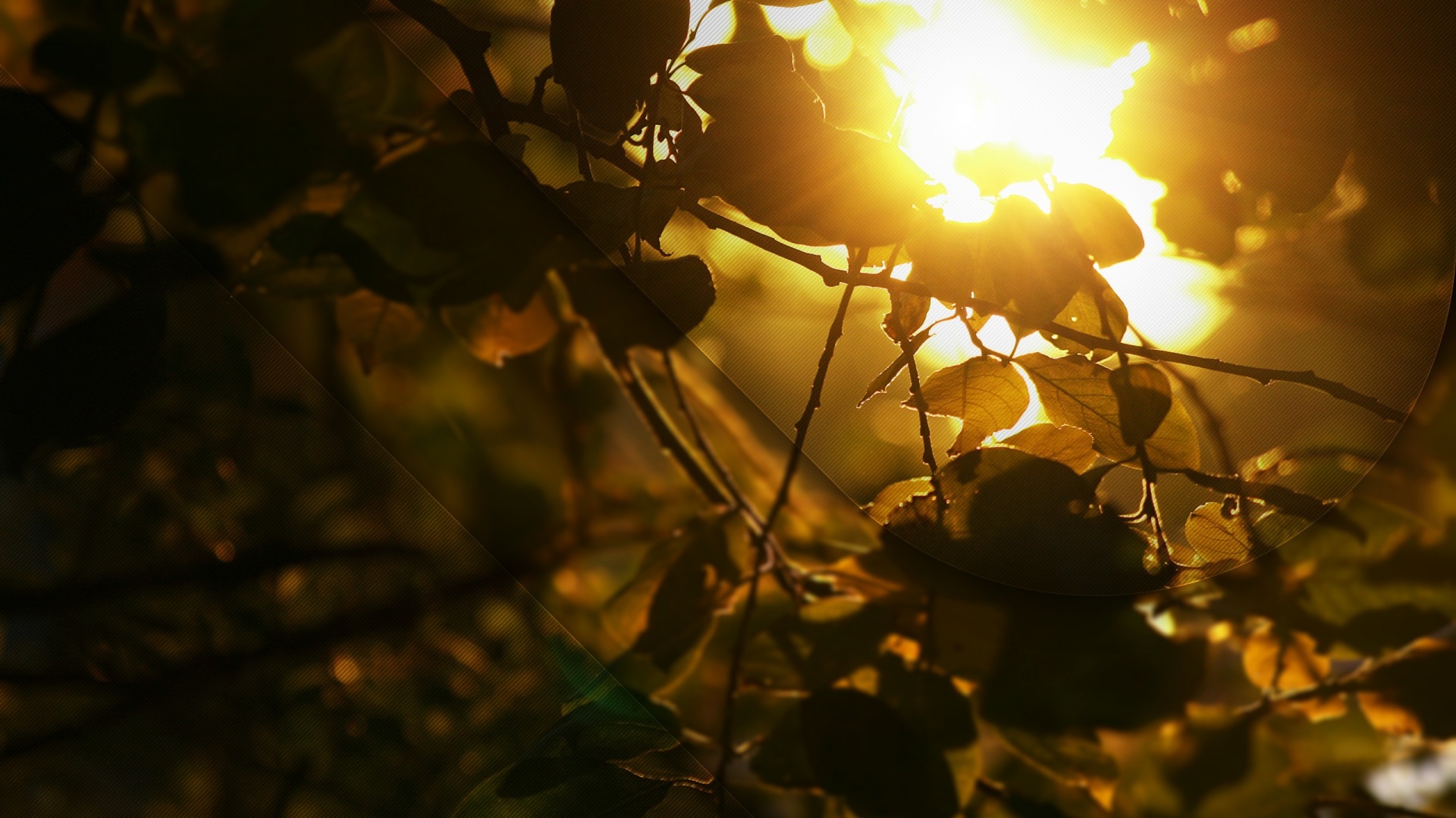 Солнце пробивается сквозь листву обои