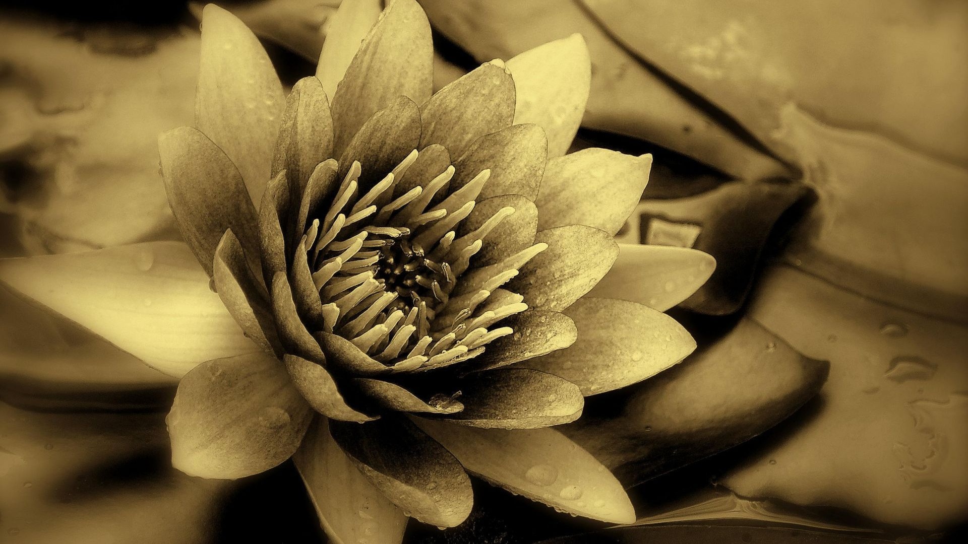 Кувшинка обои