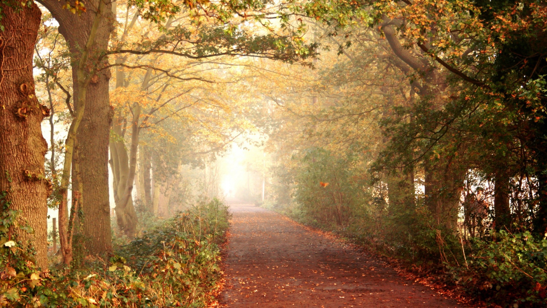 Парковая дорожка обои