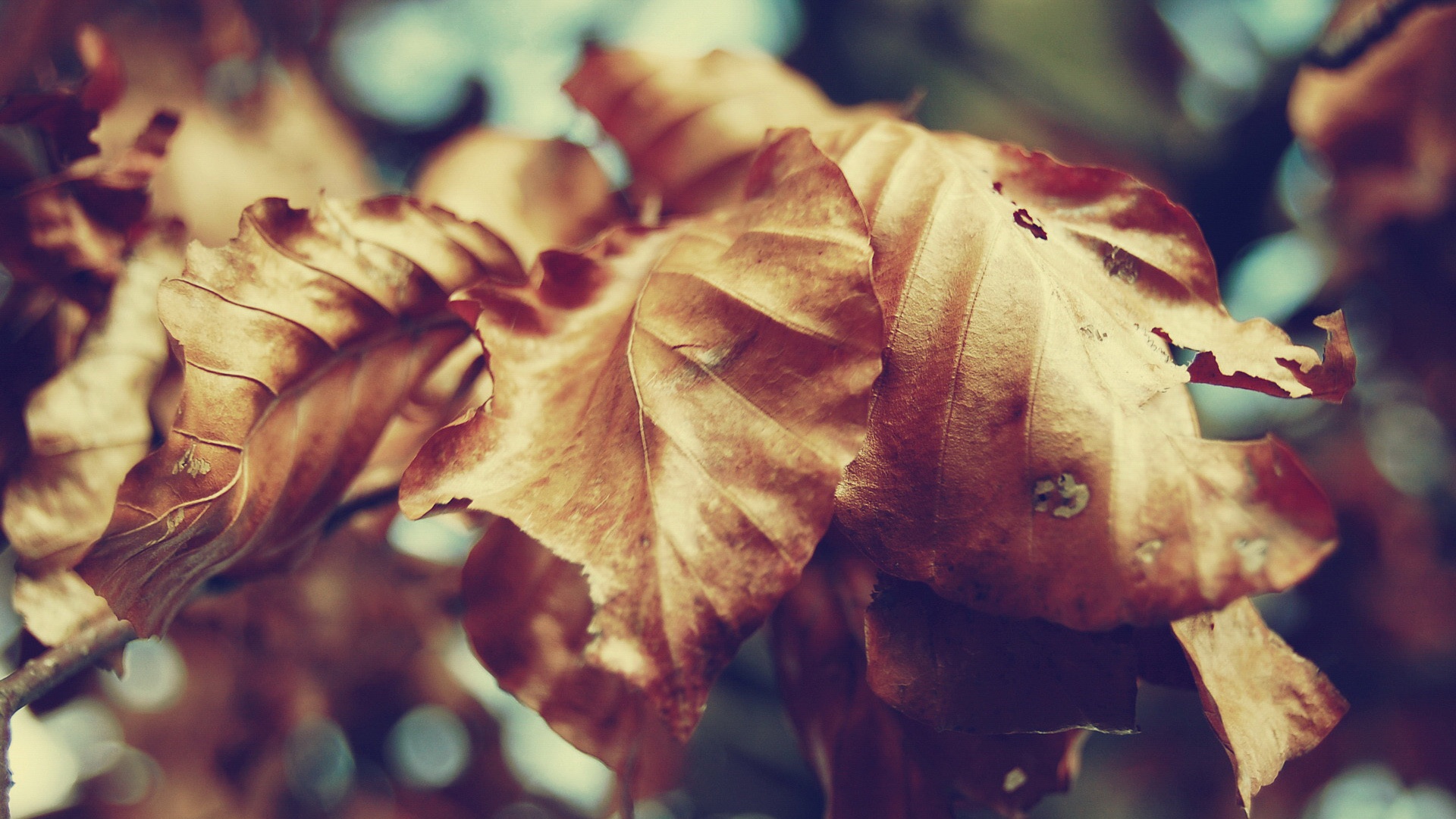 Засохший лист обои