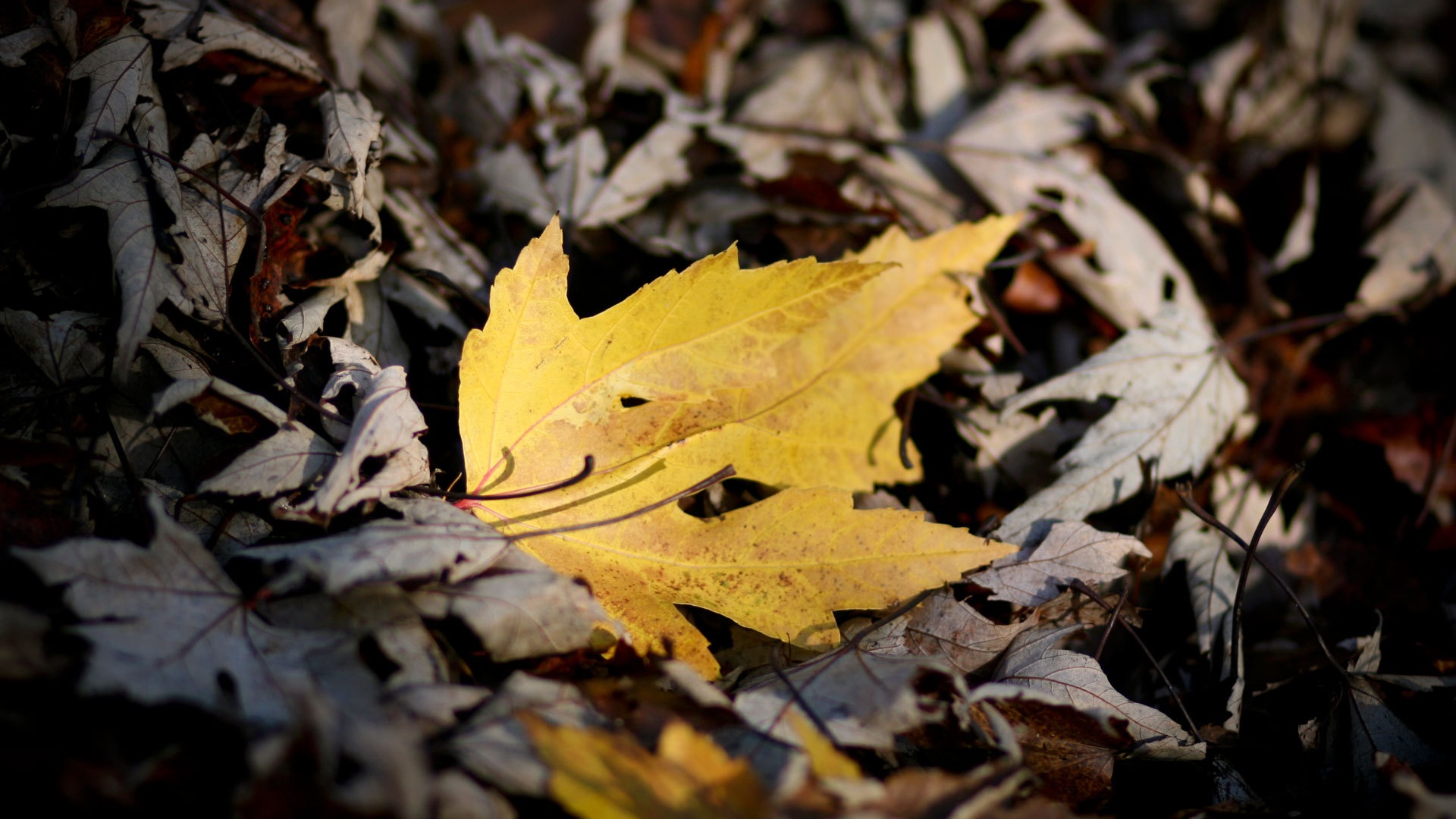 Мёртвая листва обои