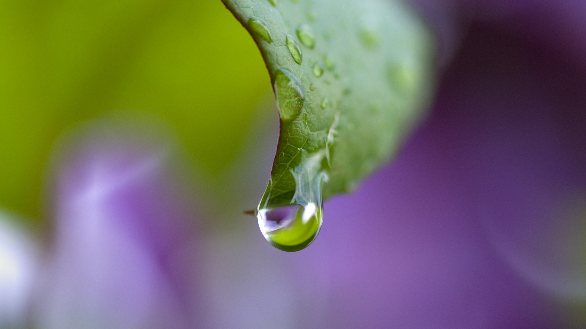 Капля на листе обои