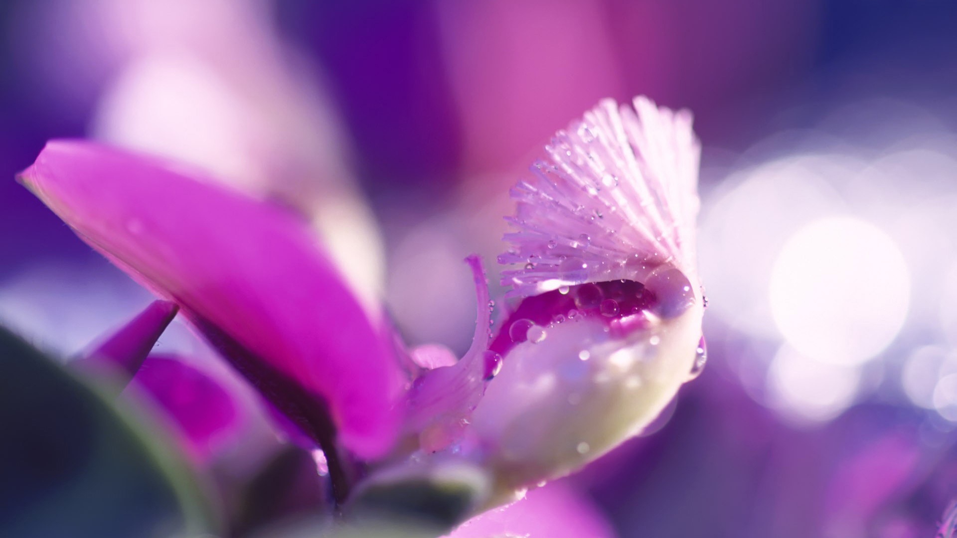 Капли на лиловом цветке обои