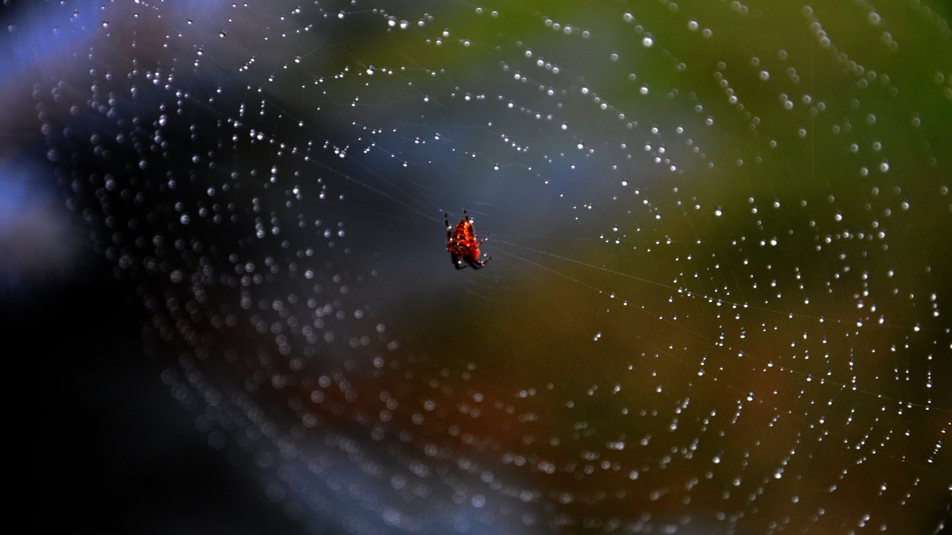 Паук на паутине обои