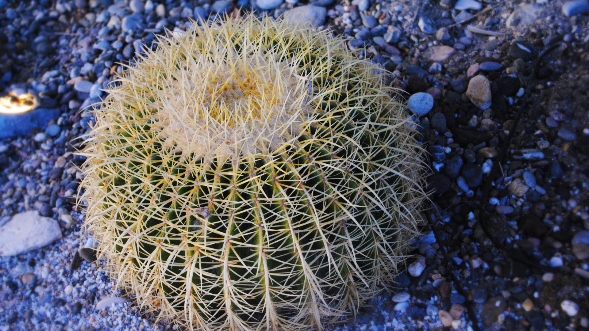 Круглый кактус обои