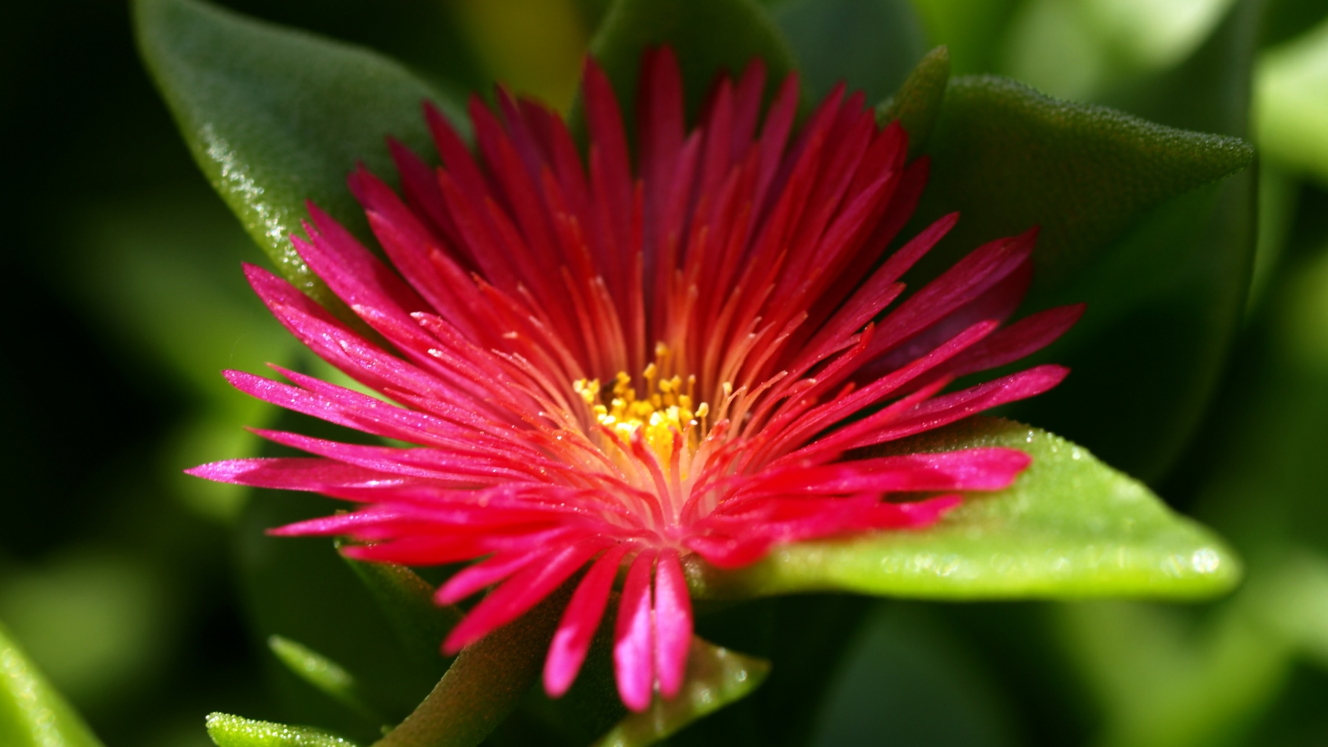 Чудесный цветок обои