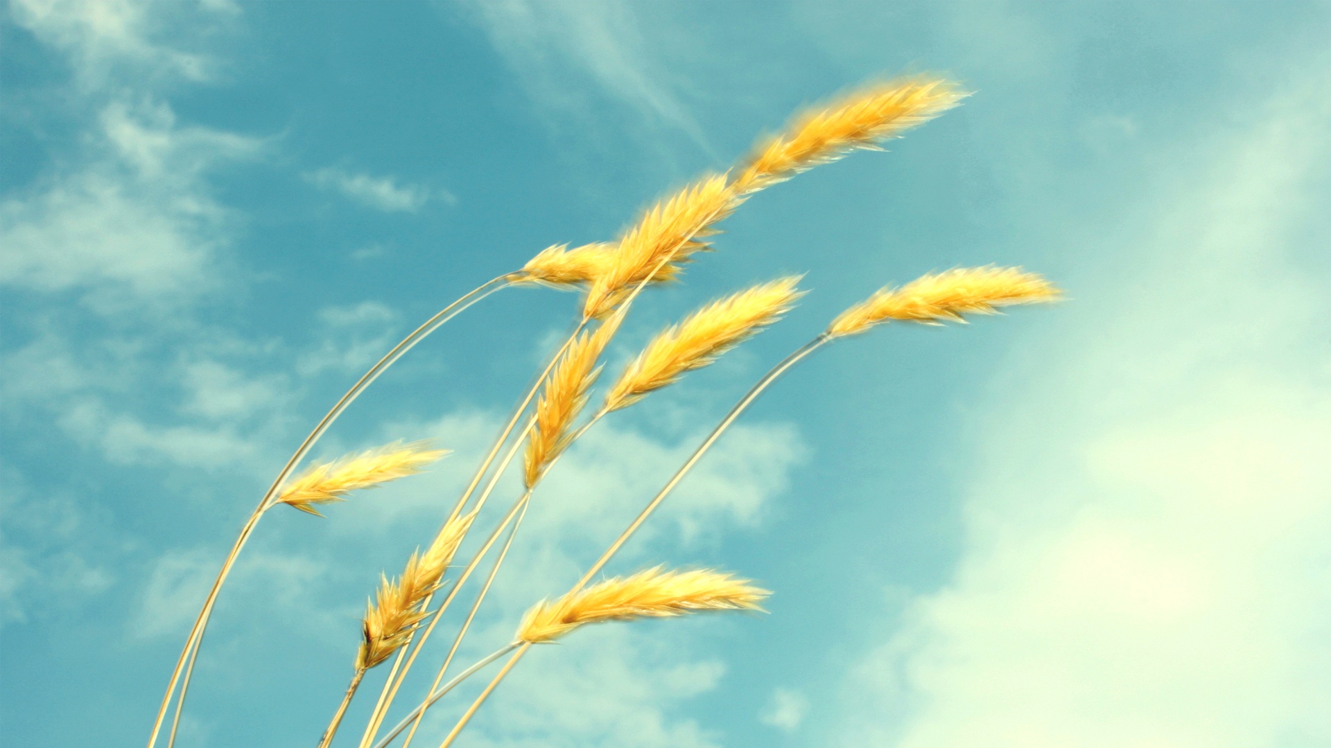 Колосья обои