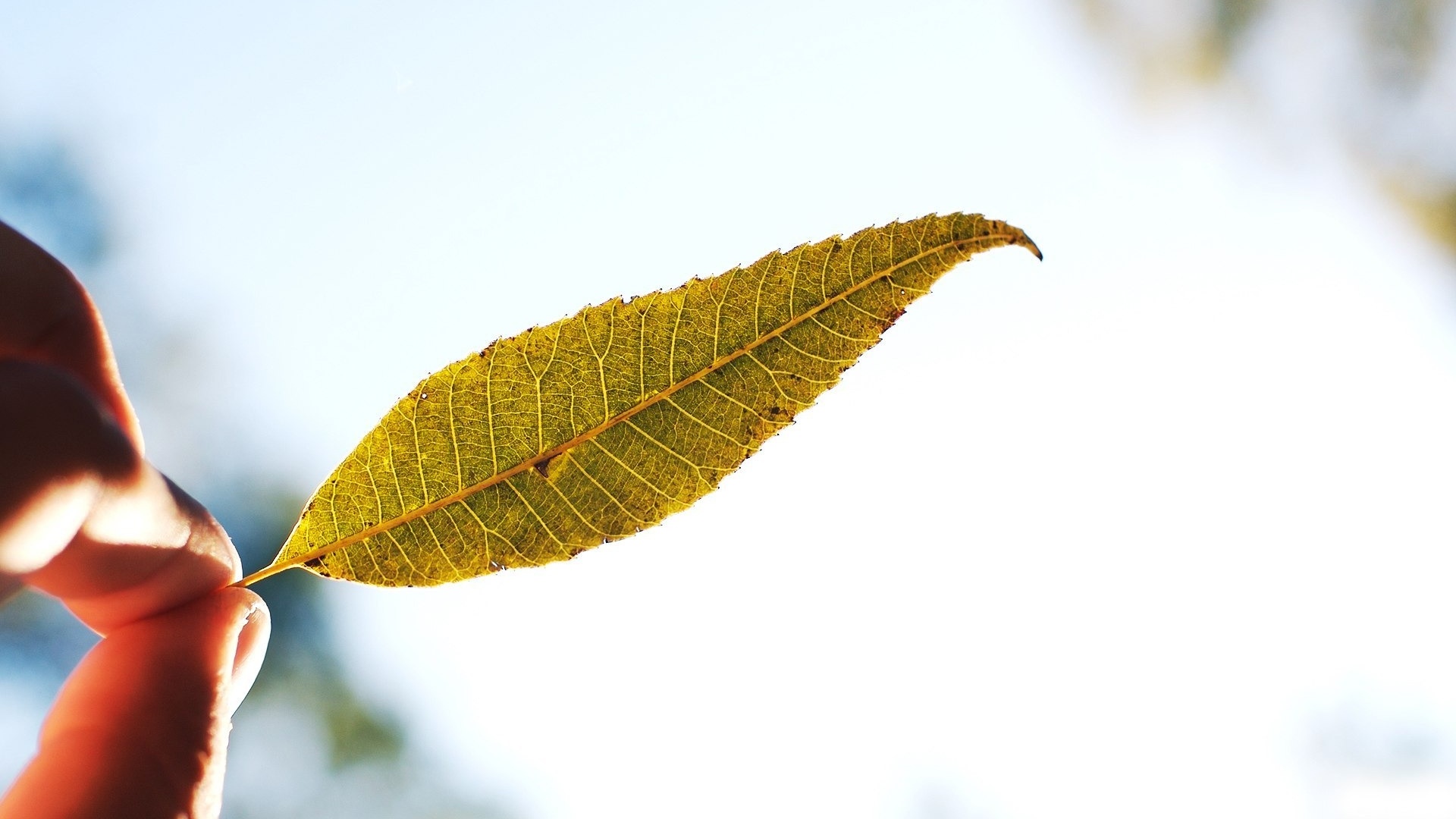 Листик в пальцах обои