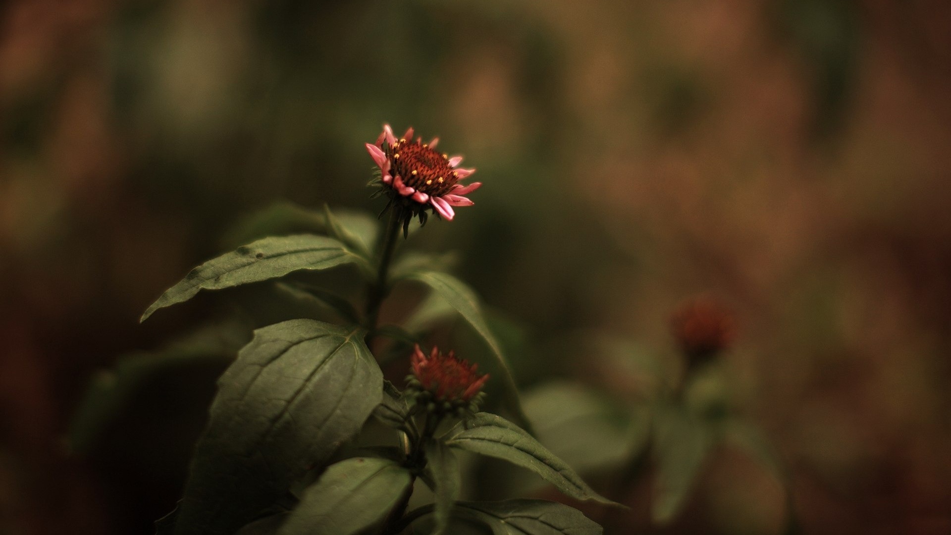 Фотография цветка обои