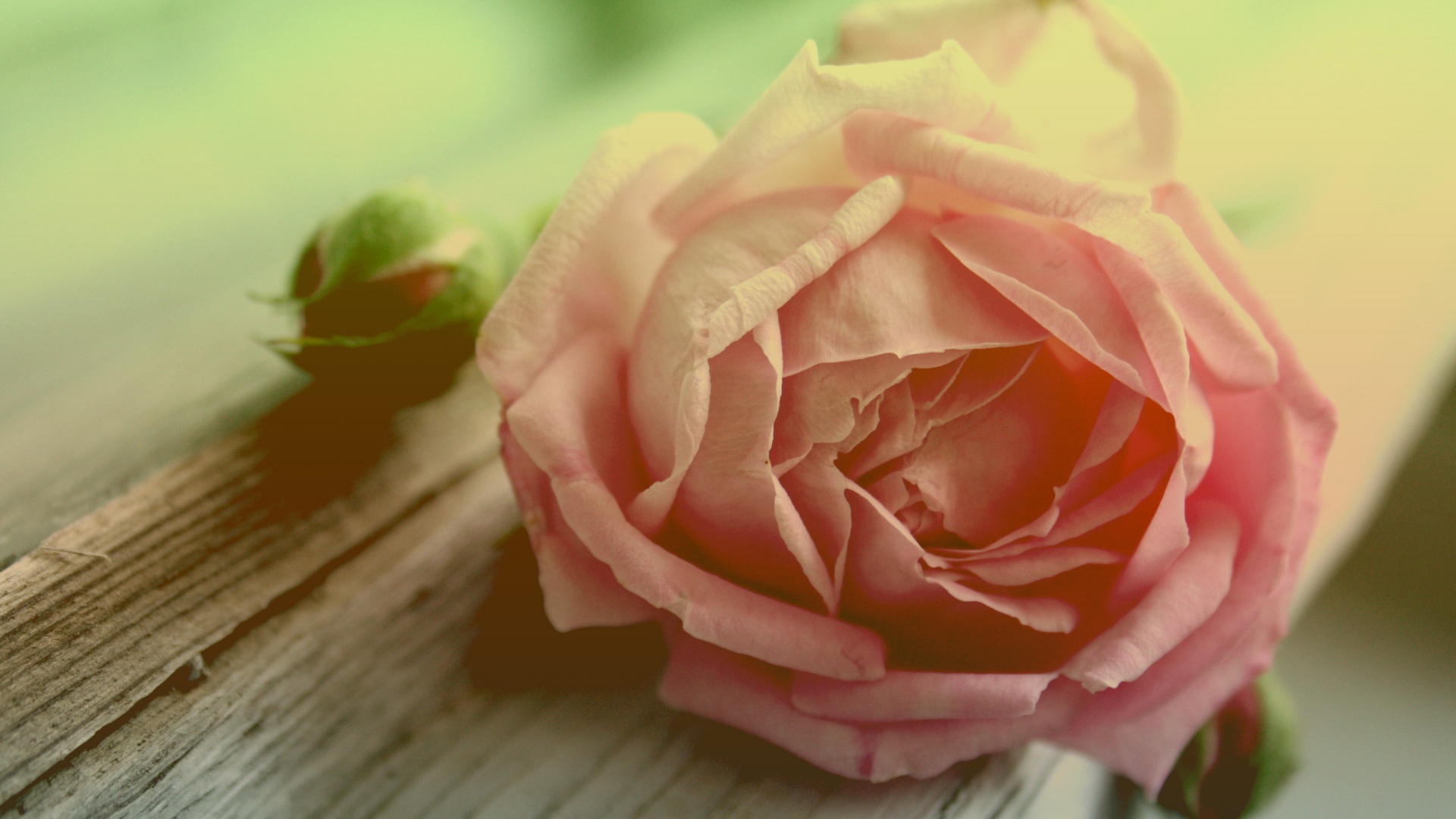 Бутон нежной розы обои