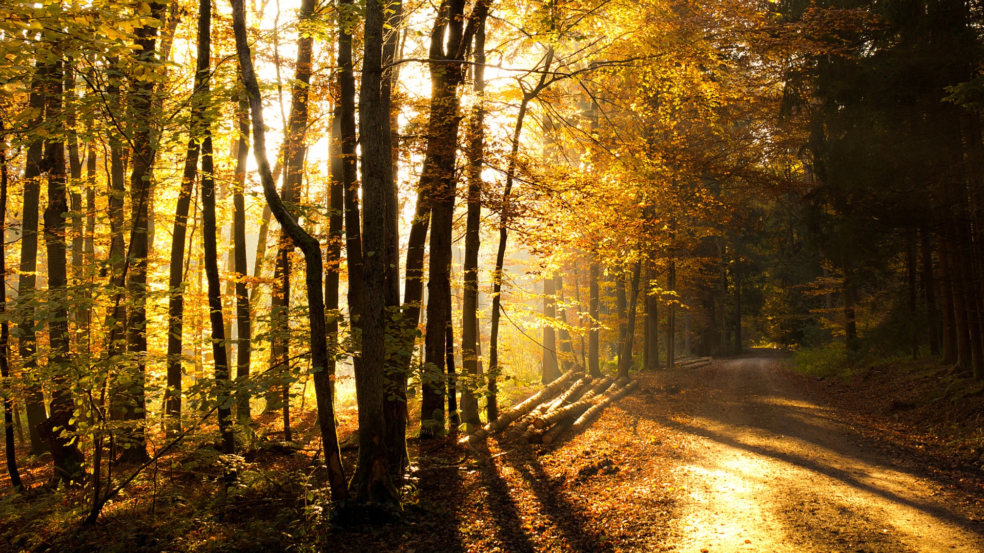 Дорога вдоль просеки в осеннем лесу обои
