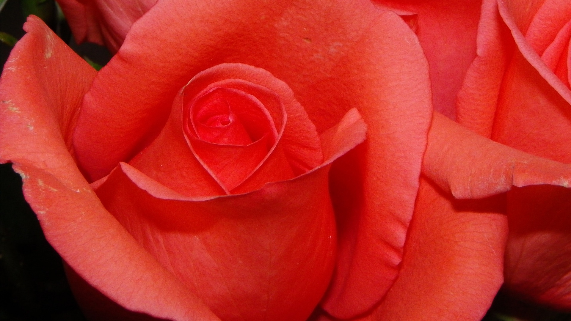 Бутон розы обои