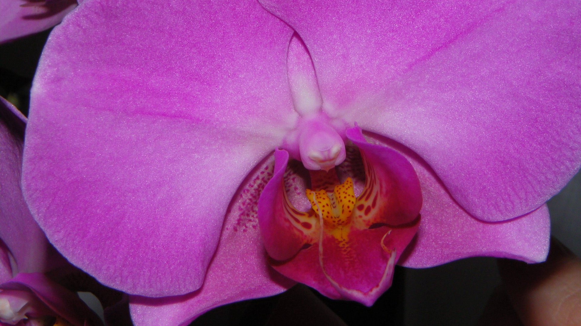 Фиолетовая орхидея обои