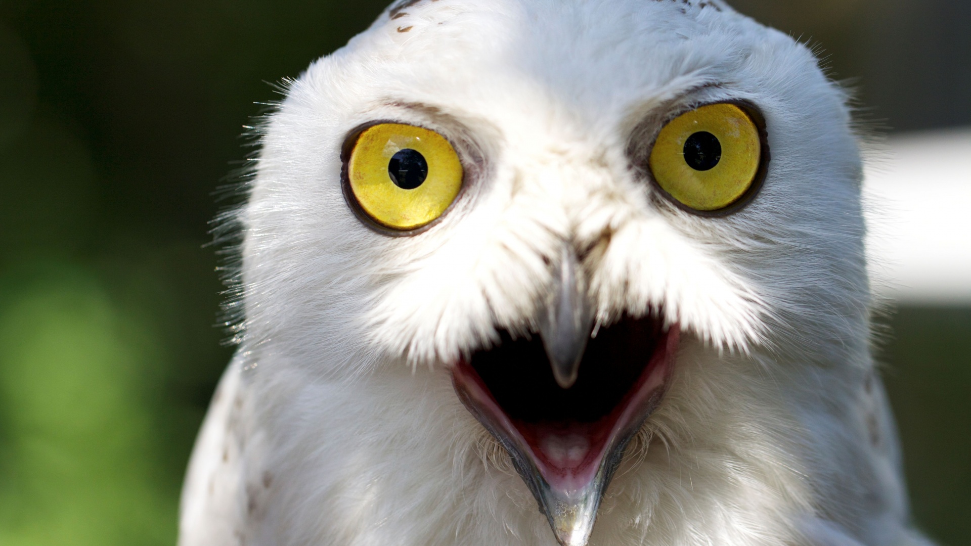 Сова в шоке! обои