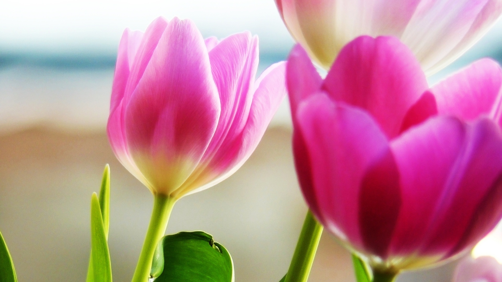 Тюльпаны обои