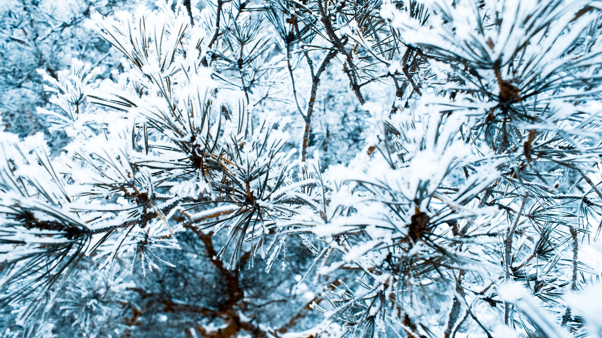 Фото сосны обои