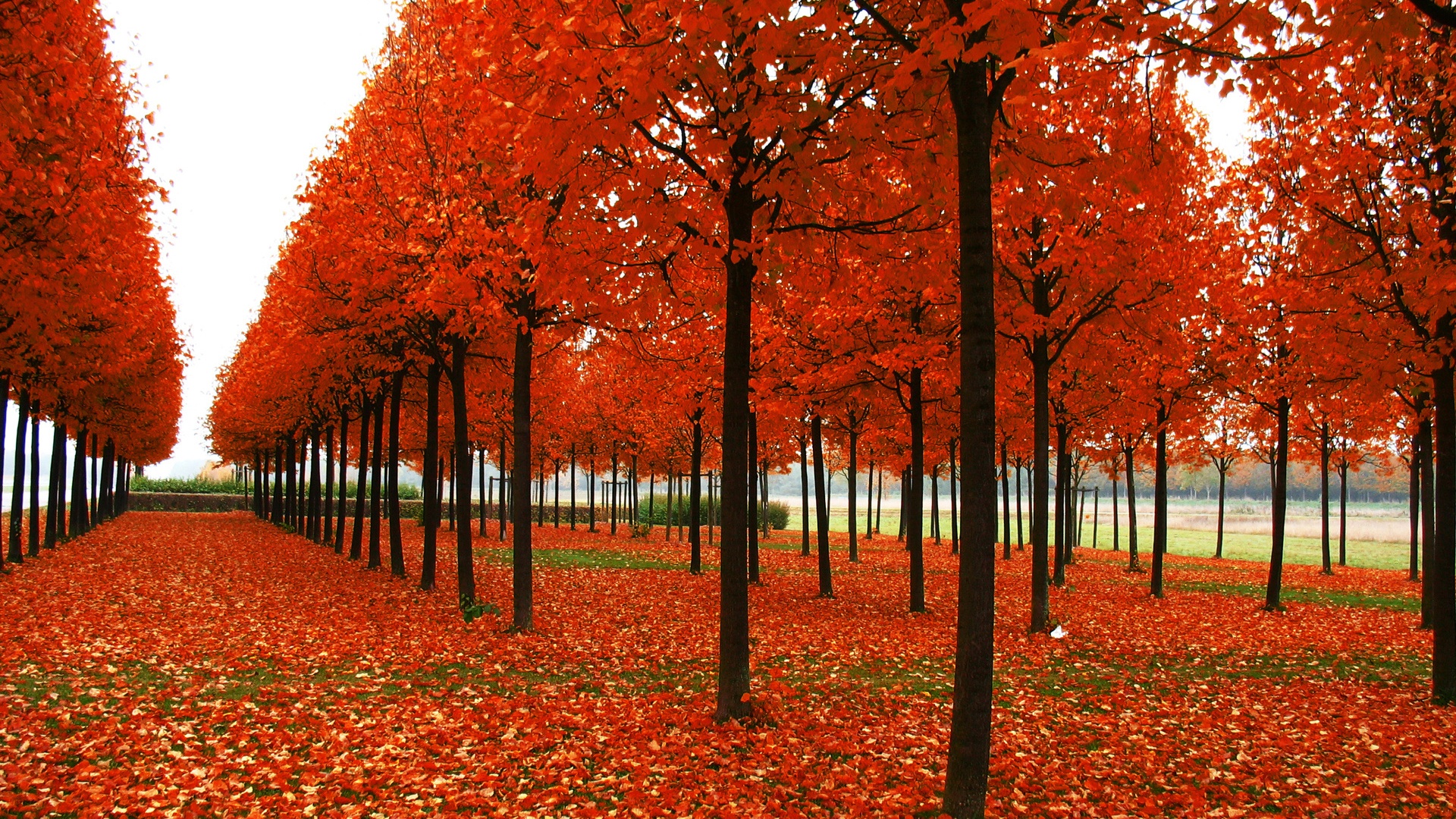 Скачать бесплатно осень обои