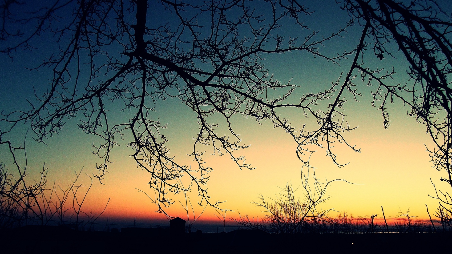 Закат сквозь ветки деревьев обои