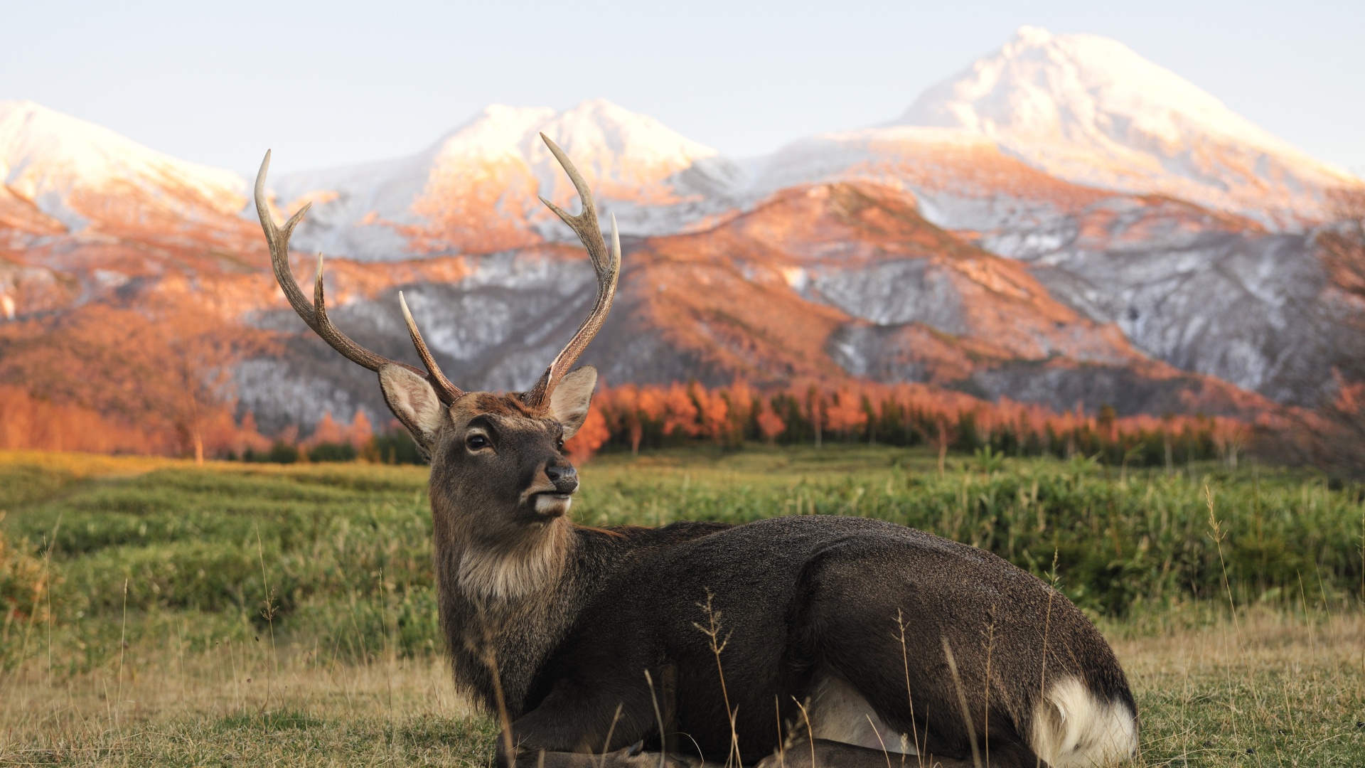 Олень отдыхает в предгорьях обои