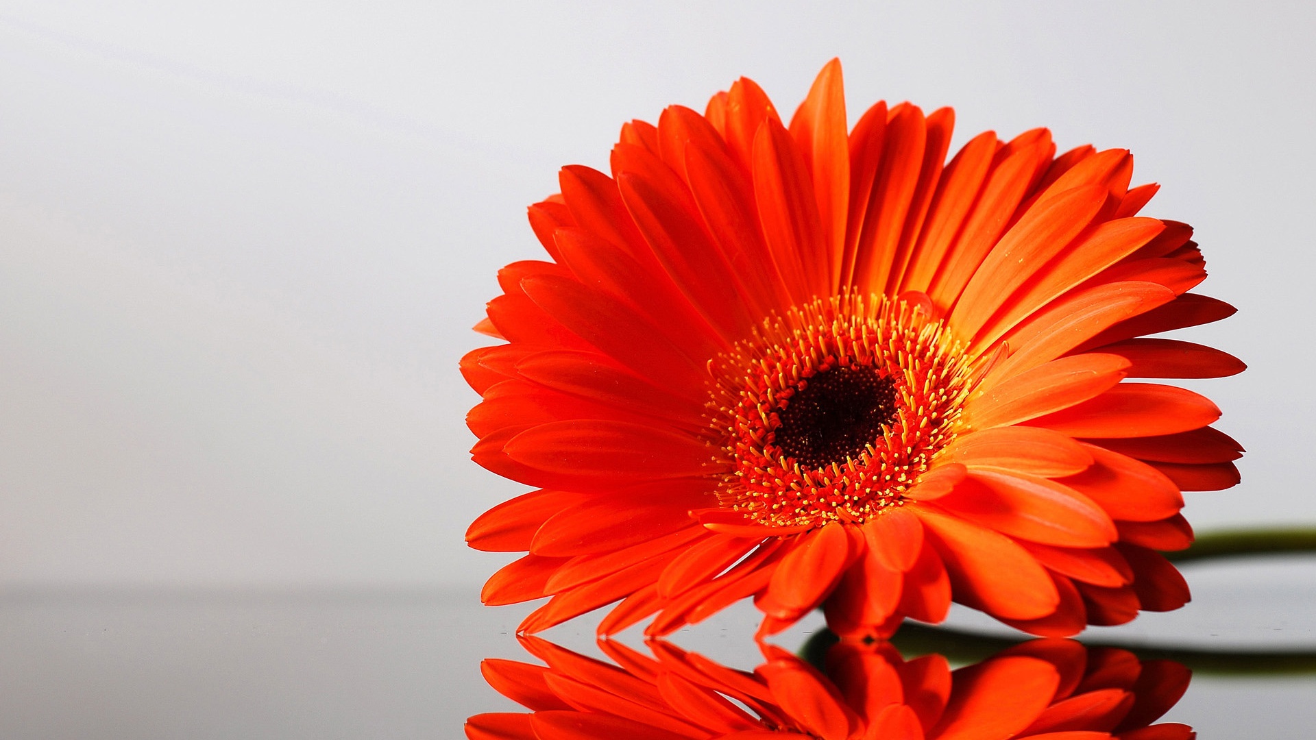 Гербер на стекле обои