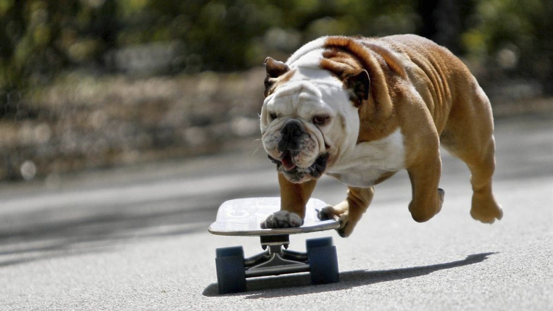 Собака на скейтборде обои