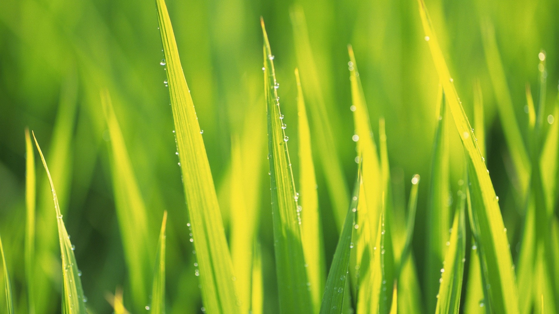 Яркая зеленая трава обои