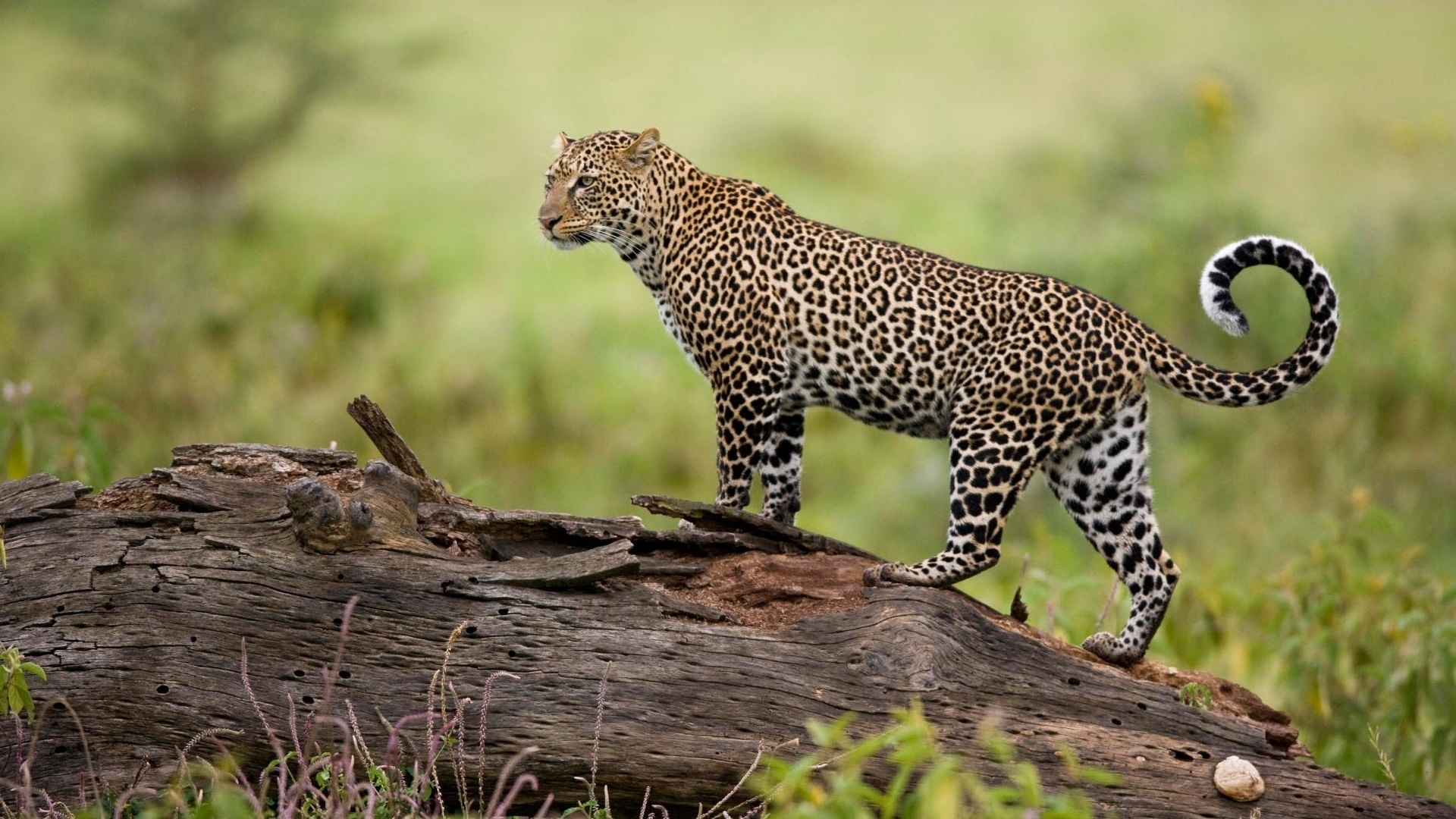 Леопард на природе обои