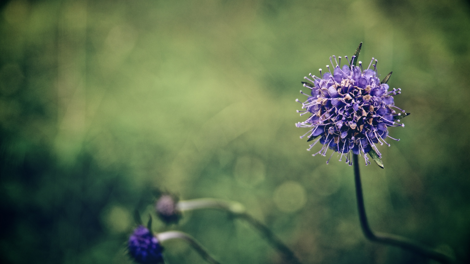 Цветок в макро обои