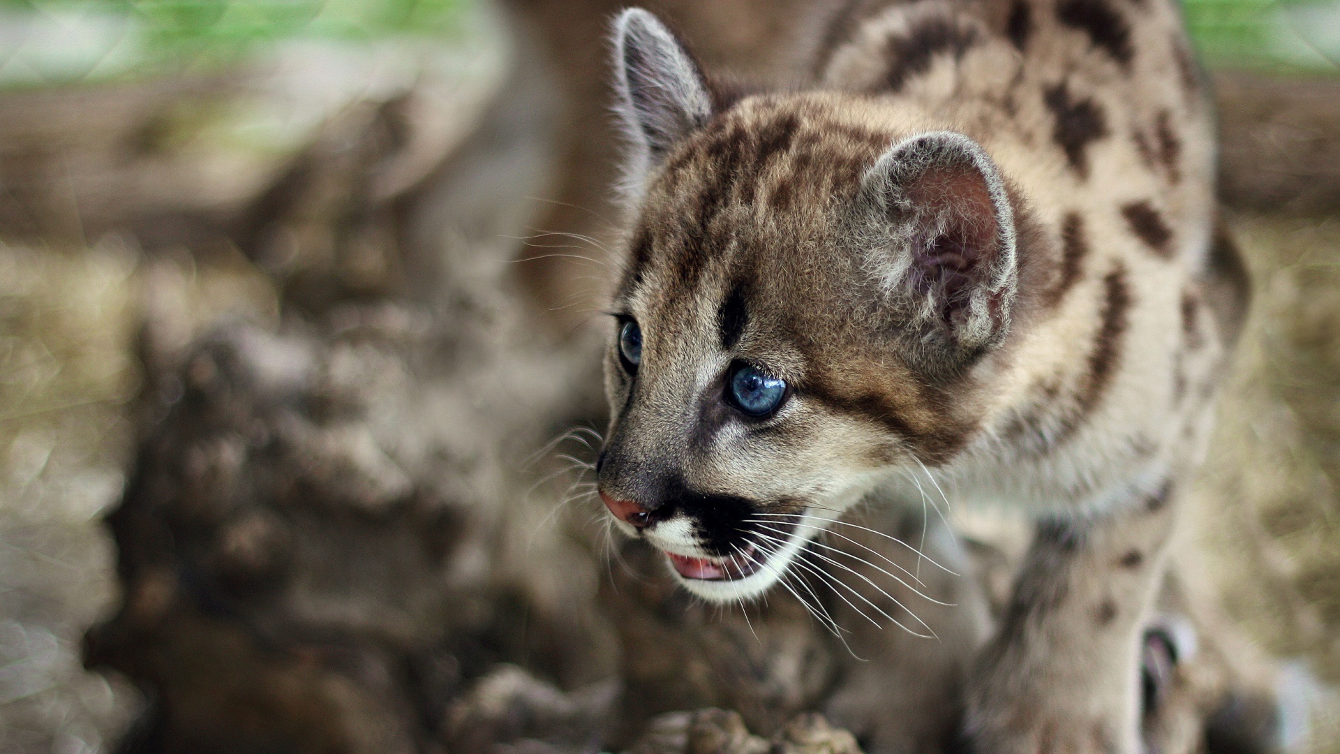Котенок барса обои