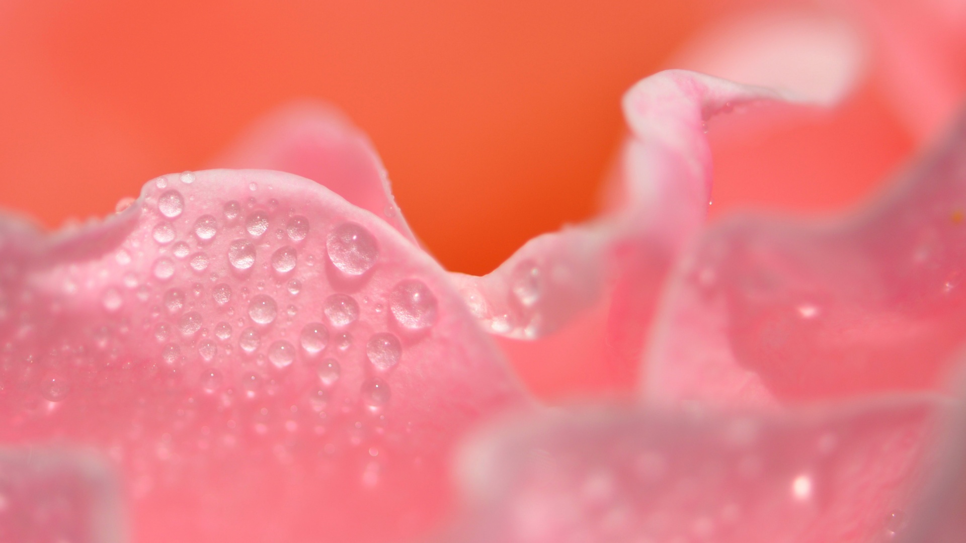 Нежность лепестков обои