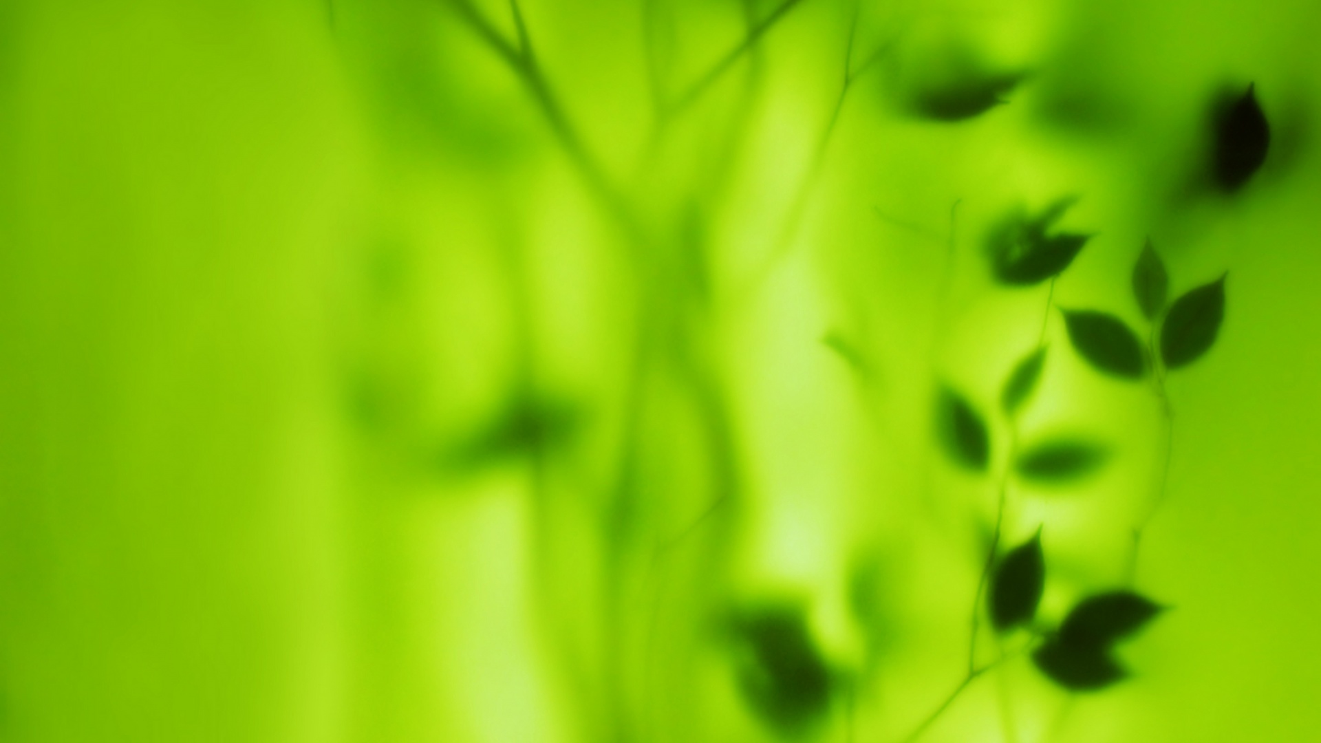 Зелень за стеклом обои