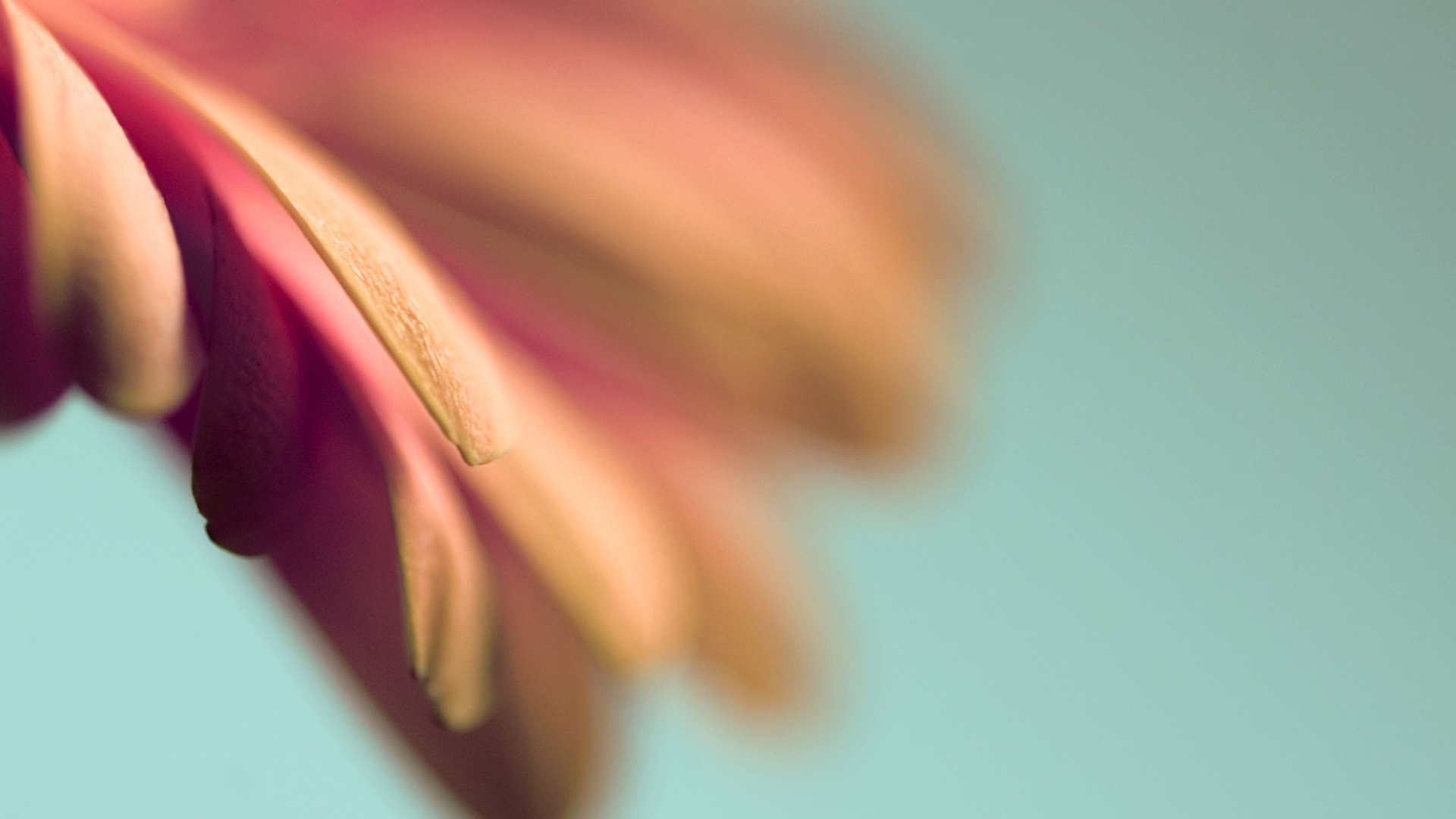 Лепестки цветка в макро обои