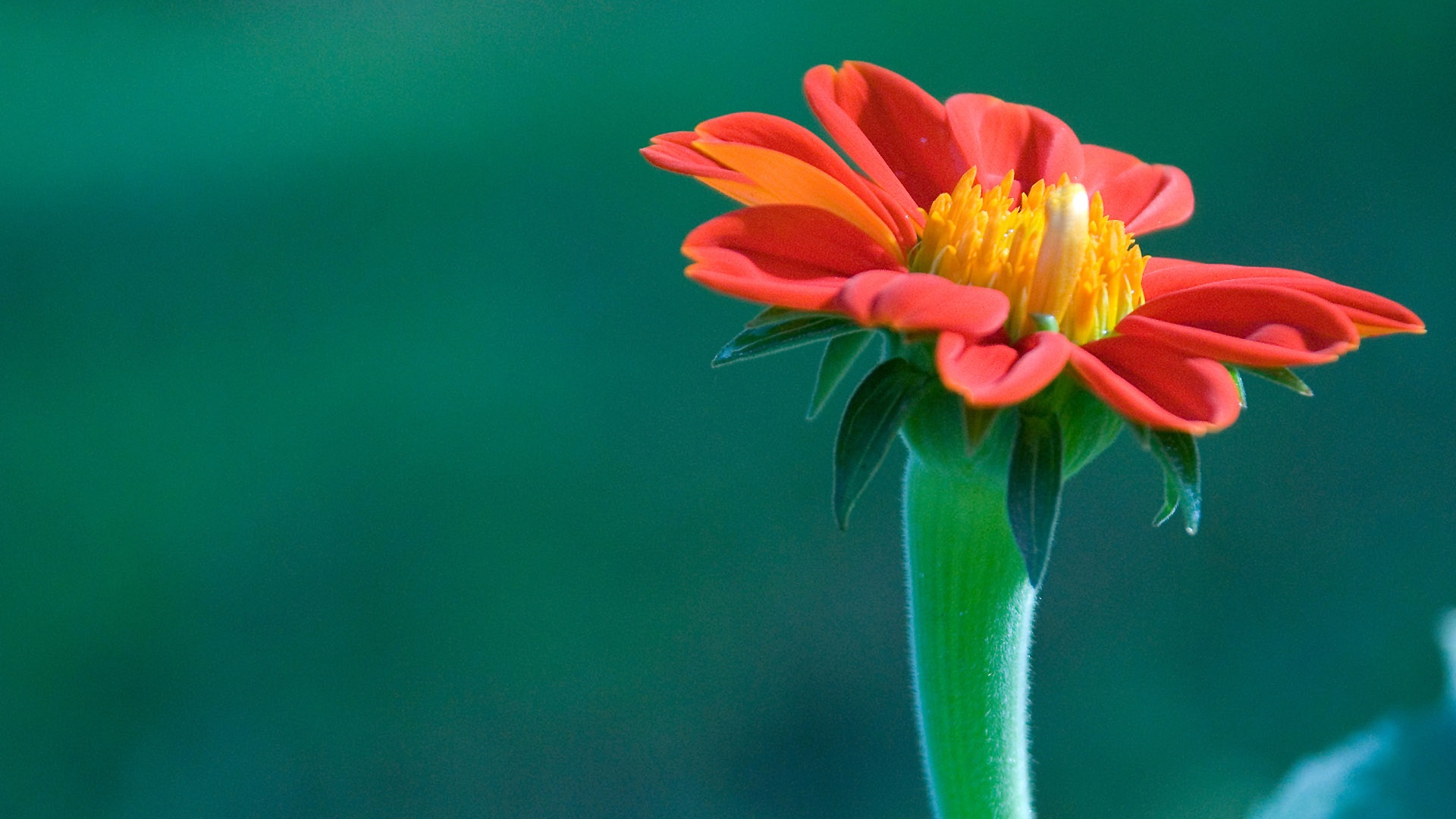 Красивый красный цветок обои