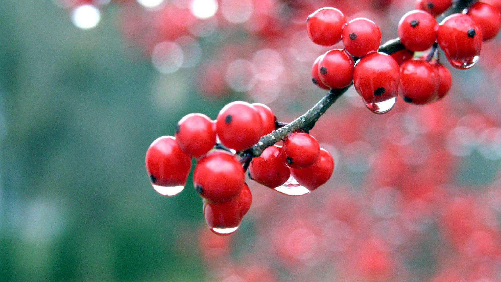 Капли росы на ягодах рябины обои