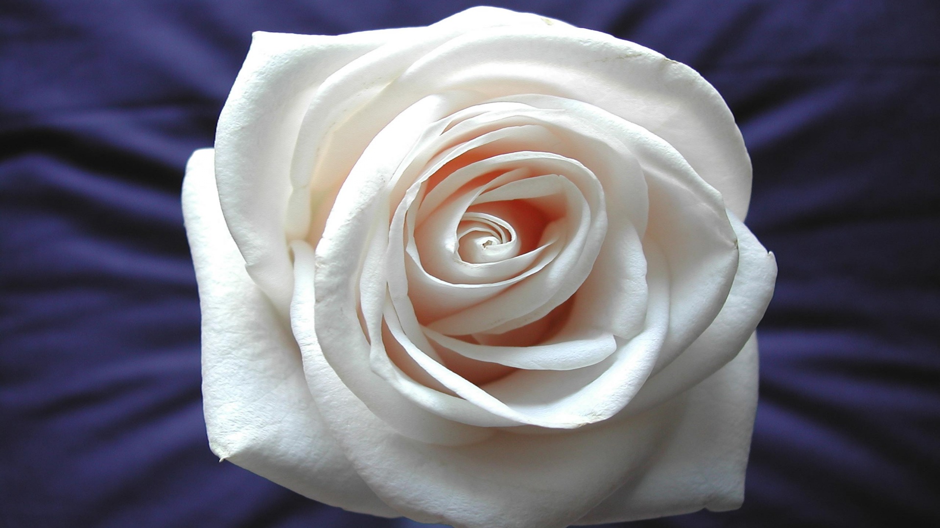 Белая роза на синей ткани обои