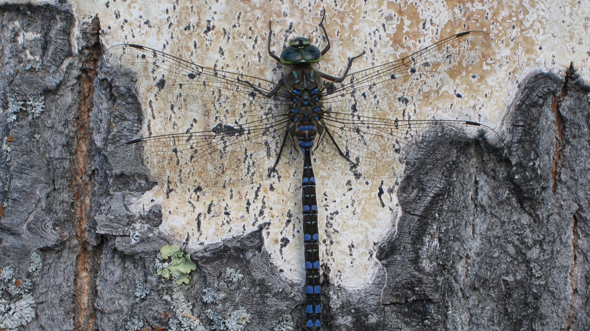Стрекоза на дереве обои
