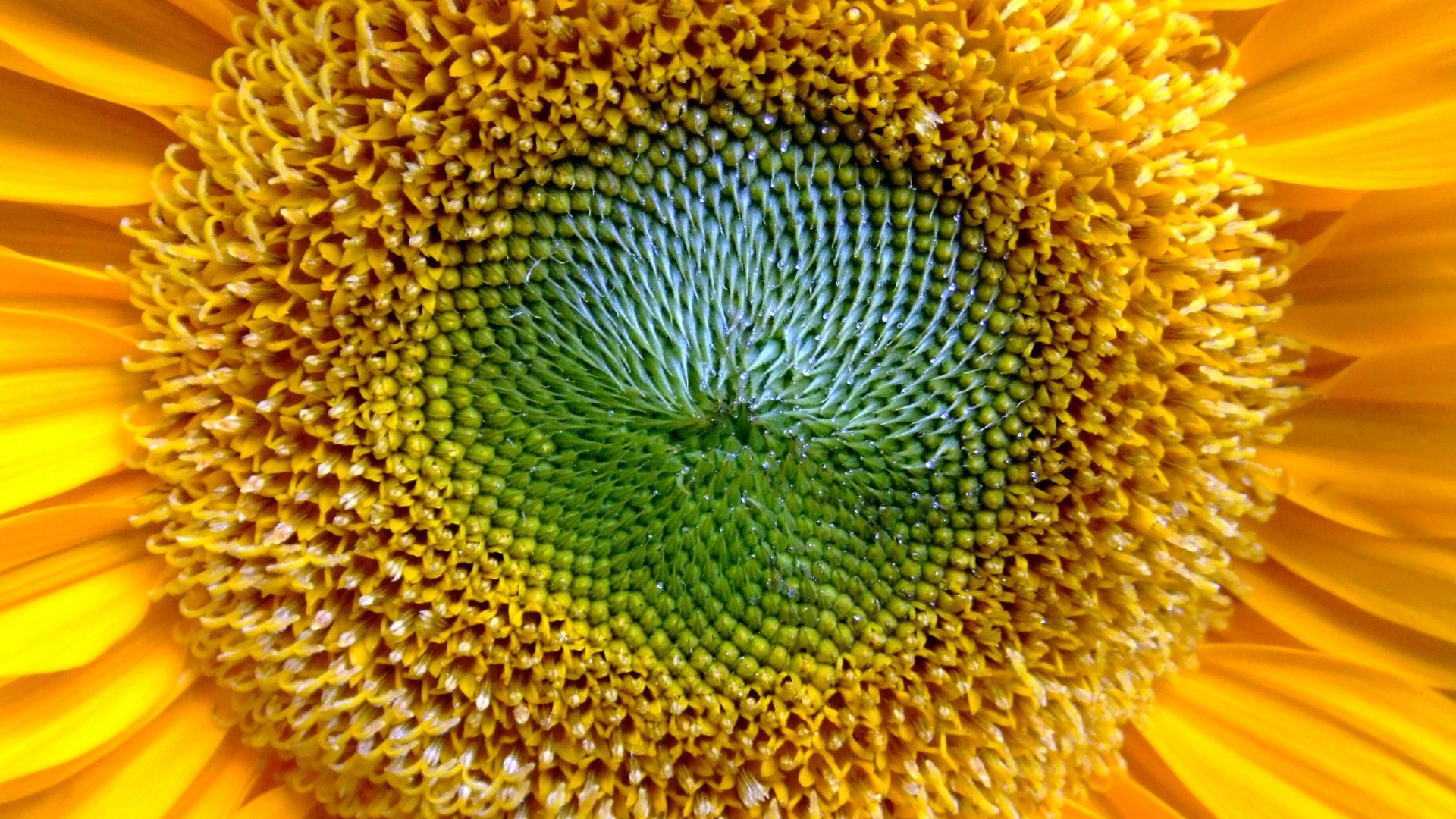 Недозревший подсолнух обои