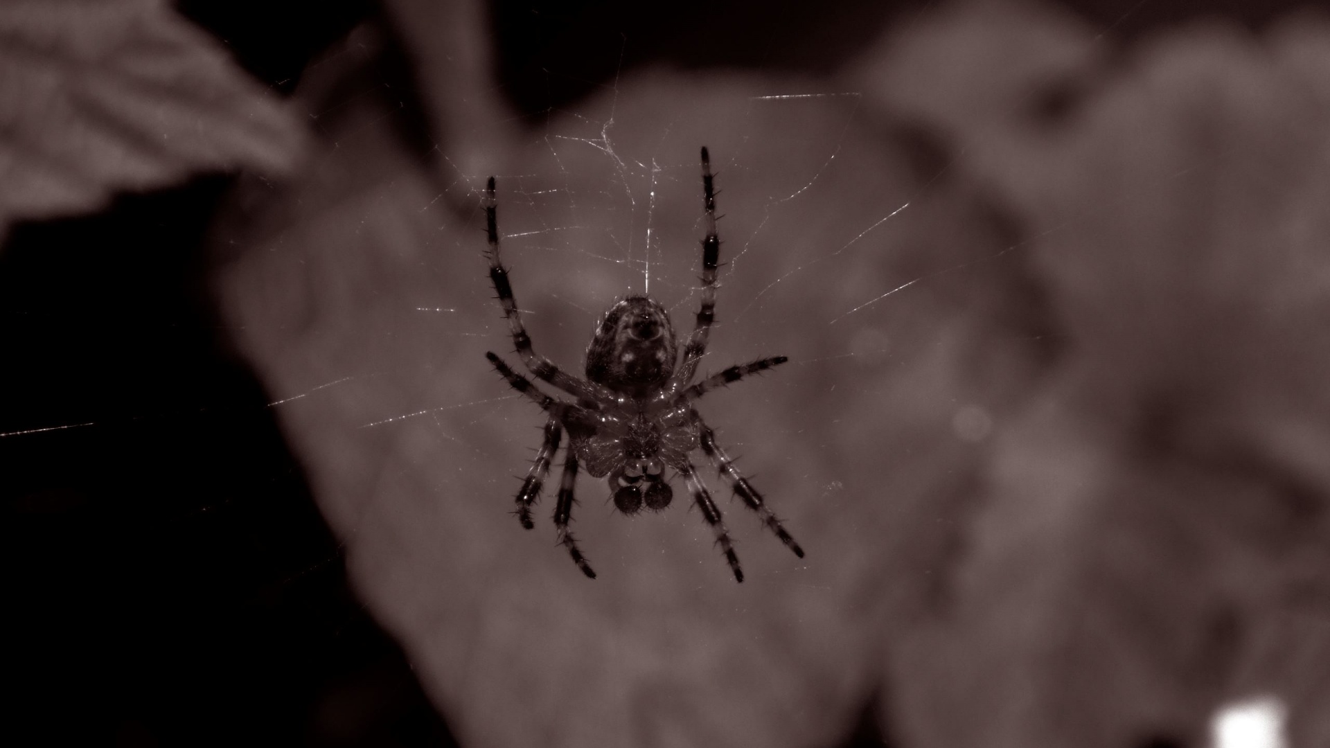 Паук на паутине обои