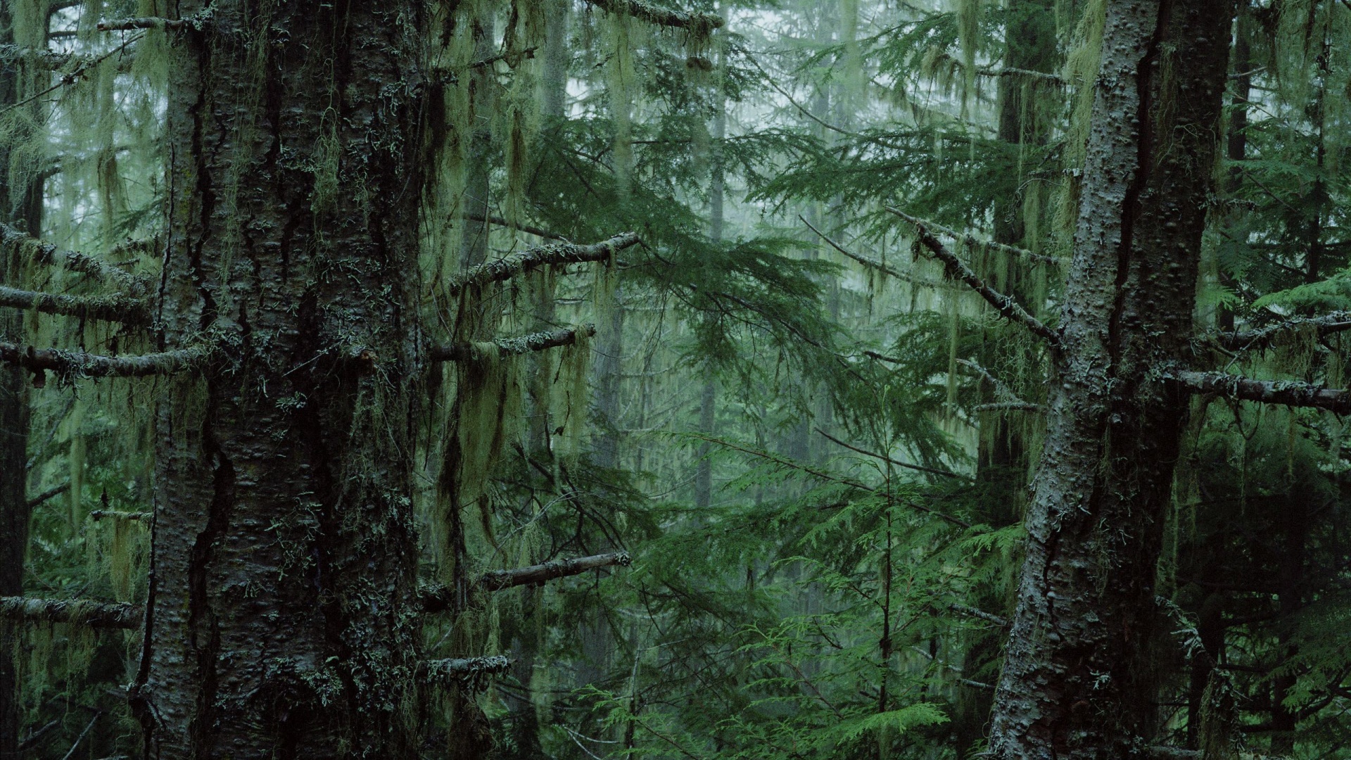 Дремучий лес обои